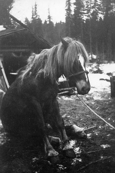 Fil:Sittande häst.jpg